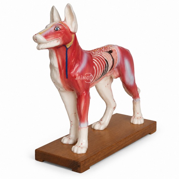 Dog Acupuncture Model